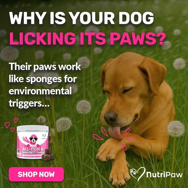 A square-format static ad for pet supplements that uses a relatable problem-focused hook to present an itch-relief product.